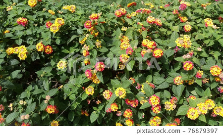 Lantana (Shichihenge) blooming on the street corner of Taipei Lantana (Shichihenge) blooming on the street corner of Taipei 76879397