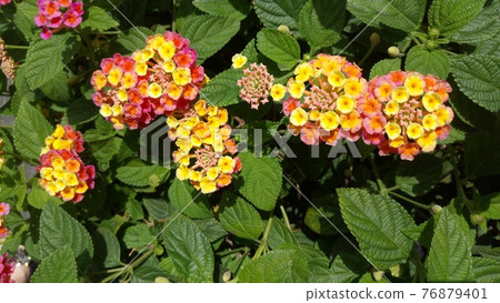 Lantana (Shichihenge) blooming on the street corner of Taipei 2 Lantana (Shichihenge) blooming on the street corner of Taipei 2 76879401