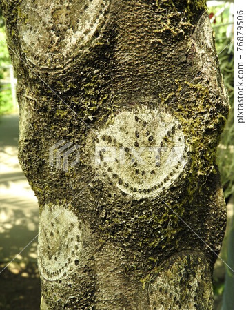 Trunk of Flying Spider-monkey (Tree fern of the family Cyathea) Trunk of Flying Spider-monkey (Tree fern of the family Cyathea) 76879506