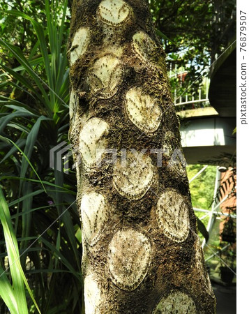 飛蛛猴的樹幹（Cyathea 家族的樹蕨） 76879507