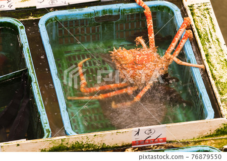 [Fish market, spider crab auction] 76879550