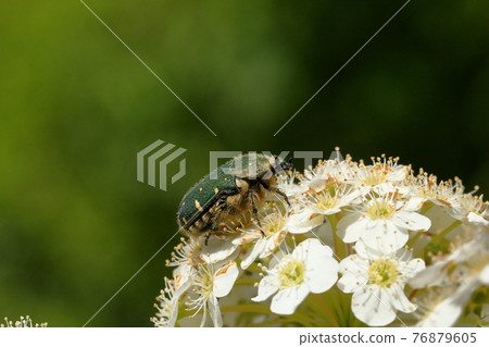 Cetoniinae in Kodemari 76879605