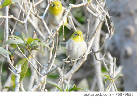 Front face of Japanese white-eye pair 76879625