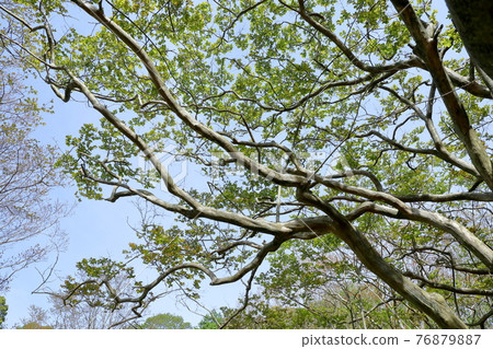 Crape myrtle tree that is slippery 76879887