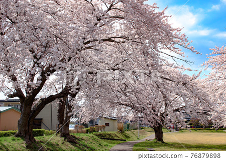 Sakura in Sunamori Park, Hachinohe City, Aomori Prefecture 76879898