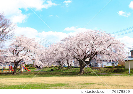 Sakura in Sunamori Park, Hachinohe City, Aomori Prefecture 76879899