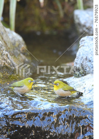 白眼夫婦在飲水機旁放鬆 76879928