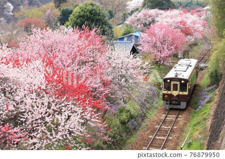 渡良瀨溪谷鐵路“花藻盛開的神戶站周邊風景”② 76879950