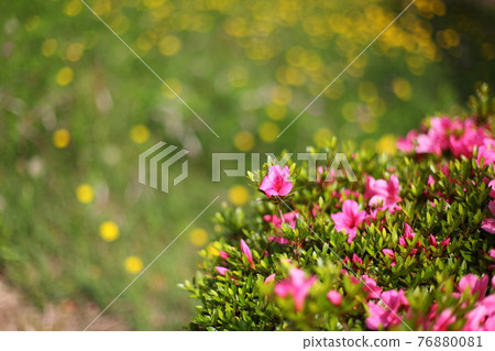 公園裡的蒲公英和小月 公園裡的蒲公英和小月 76880081