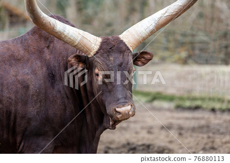 bull brown with big horns watusi portrait looking at the camera 76880113
