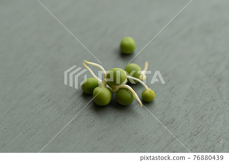 pea sprouts close up on gray background pea sprouts close up on gray background 76880439