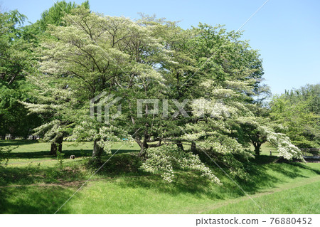 野川公園的山茱flowers花（秋葉橋-水木橋） 76880452
