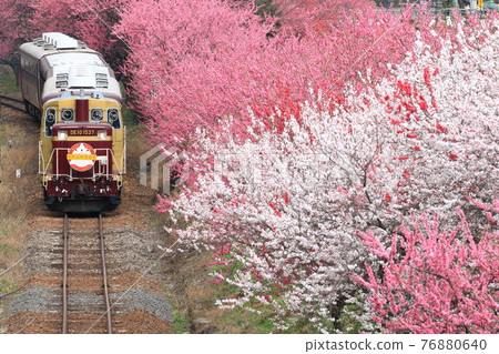 Minecart Watarase Valley "Surrounded by flower peaches in full bloom" Minecart Watarase Valley "Surrounded by flower peaches in full bloom" 76880640