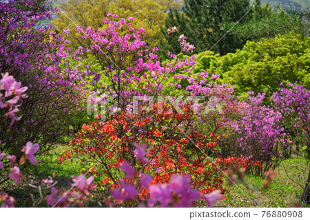 紫色和紅色杜鵑花 紫色和紅色杜鵑花 76880908