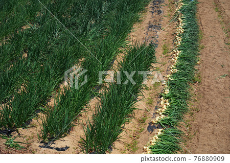 Harvesting onion 76880909