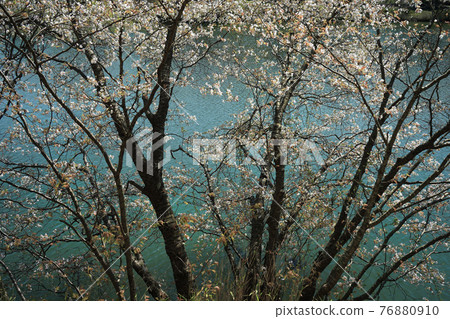 Cherry blossoms blooming at the water's edge Cherry blossoms blooming at the water's edge 76880910