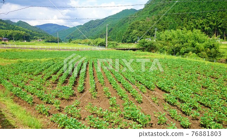美麗的綠色田野景觀 美麗的綠色田野景觀 76881803