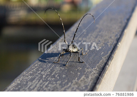 大稻埕生態 星天牛 76881986