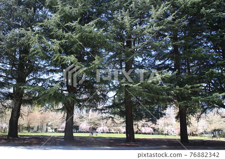 仙台市青葉區錦町公園 Spring 仙台市青葉區錦町公園 Spring 76882342