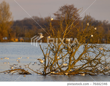 Black-headed Gull, Jaroslavice pond, Znojmo region, Southern Moravia, Czech Republic Black-headed Gull, Jaroslavice pond, Znojmo region, Southern Moravia, Czech Republic 76882346