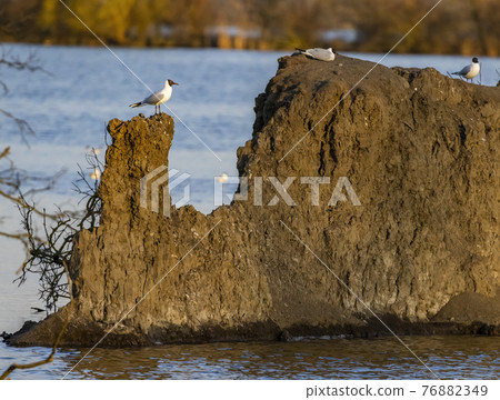 Black-headed Gull, Jaroslavice pond, Znojmo region, Southern Moravia, Czech Republic Black-headed Gull, Jaroslavice pond, Znojmo region, Southern Moravia, Czech Republic 76882349