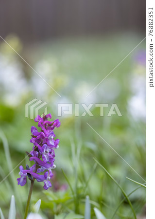 Hollow smokestack (Corydalis cava), spring forest, Southern Moravia, Czech Republic Hollow smokestack (Corydalis cava), spring forest, Southern Moravia, Czech Republic 76882351