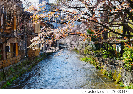 京都只園白川和盛開的櫻花 76883474