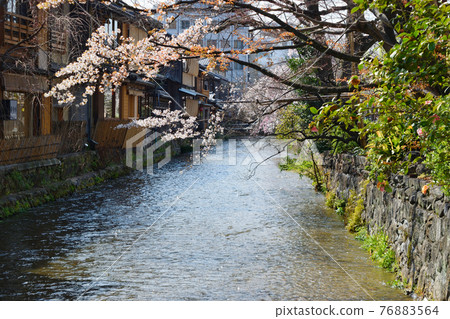 京都只園白川和盛開的櫻花 76883564