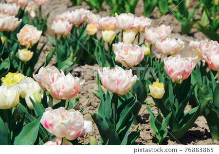 [Variety: Foxtrot] Light pink and dark pink double-flowered petal tulips 76883865