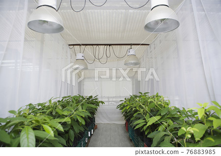 Plants In Greenhouse Plants In Greenhouse 76883985
