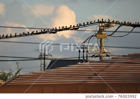 八哥聚集在住宅區的電線上 76883992