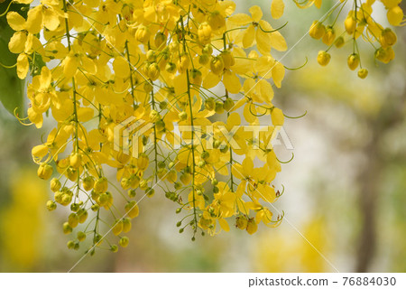 Ratchaphruek or Multiply flowers, Cassia fistula L. or golden shower are blooming on the tree. Tropical yellow flowers that bloom in summer. Symbol of Songkran Festival. Ratchaphruek or Multiply flowers, Cassia fistula L. or golden shower are blooming on the tree. Tropical yellow flowers that bloom in summer. Symbol of Songkran Festival. 76884030