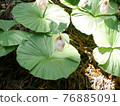 Cypripedium japonicum（福島市水原區） 76885091