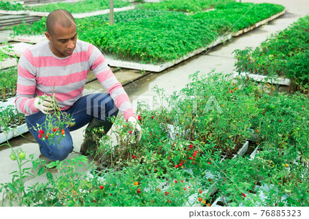 Indian farmer at work in greenhouse checking tomato sprouts 76885323