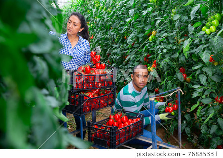 Hispanic horticulturists harvesting red tomatoes in greenhouse 76885331