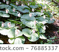 Cypripedium japonicum（福島市水原區） 76885337