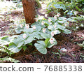 Cypripedium japonicum（福島市水原區） 76885338