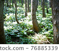 Cypripedium japonicum（福島市水原區） 76885339