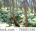 Cypripedium japonicum（福島市水原區） 76885340