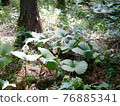 Cypripedium japonicum（福島市水原區） 76885341