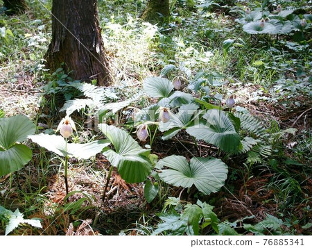 Cypripedium japonicum(福島市水原區) Cypripedium japonicum(福島市水原區) 76885341
