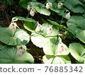 Cypripedium japonicum（福島市水原區） 76885342