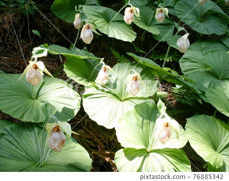 Cypripedium japonicum(福島市水原區) Cypripedium japonicum(福島市水原區) 76885342