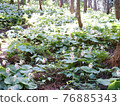 Cypripedium japonicum（福島市水原區） 76885343