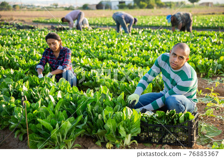 Team of workers harvests chard on field 76885367