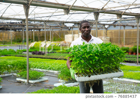 African american gardener caring for bell peppers 76885437