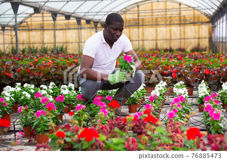 African american florist arranging potted Catharanthus roseus African american florist arranging potted Catharanthus roseus 76885473