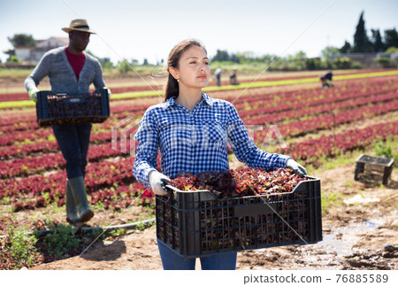 Colombian female farmer carrying box with red lettuce Colombian female farmer carrying box with red lettuce 76885589