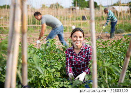 Latina woman checking potato plants on vegetable garden Latina woman checking potato plants on vegetable garden 76885590