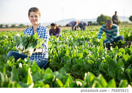Female worker harvesting swiss chard on field Female worker harvesting swiss chard on field 76885621